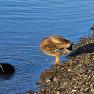 2024-01-06_JAK_Sterling_Glen Coe-Broadford_131207