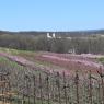 2023-04-02_Orchard_JAK_1801