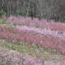2023-04-02_Orchard_JAK_1802