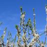 2023-04-02_Orchard_JAK_1807