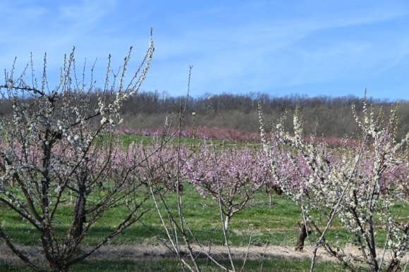 2023-04-02_Orchard_JAK_1810