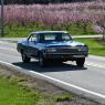 2023-04-02_Orchard_JAK_1816