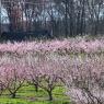 2023-04-02_Orchard_JAK_1817