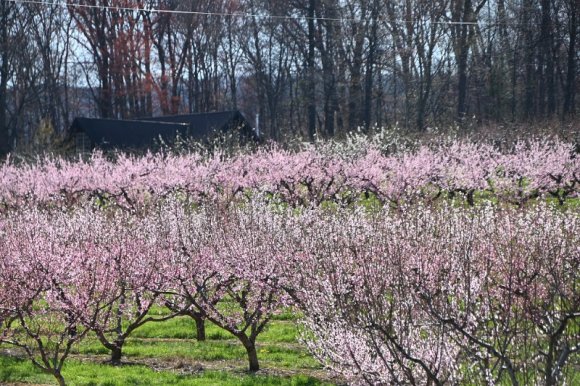 2023-04-02_Orchard_JAK_1817