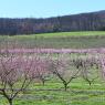 2023-04-02_Orchard_JAK_1818