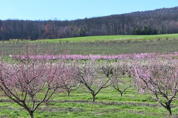 2023-04-02_Orchard_JAK_1818