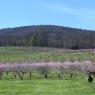 2023-04-02_Orchard_JAK_1819
