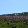 2023-04-02_Orchard_JAK_1820