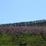 2023-04-02_Orchard_JAK_1821