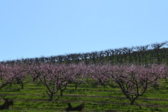 2023-04-02_Orchard_JAK_1821