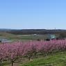 2023-04-02_Orchard_JAK_1828