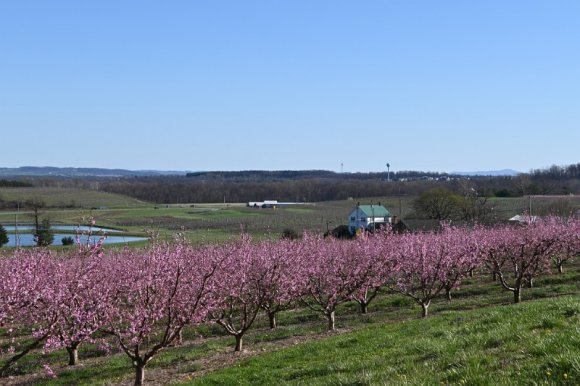 2023-04-02_Orchard_JAK_1828