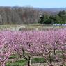 2023-04-02_Orchard_JAK_1829