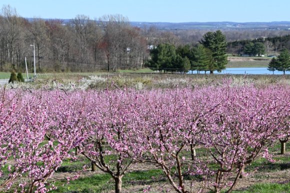 2023-04-02_Orchard_JAK_1829