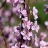 2023-04-02_Orchard_JAK_1831