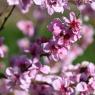 2023-04-02_Orchard_JAK_1832