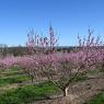 2023-04-02_Orchard_JAK_1833