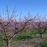 2023-04-02_Orchard_JAK_1835