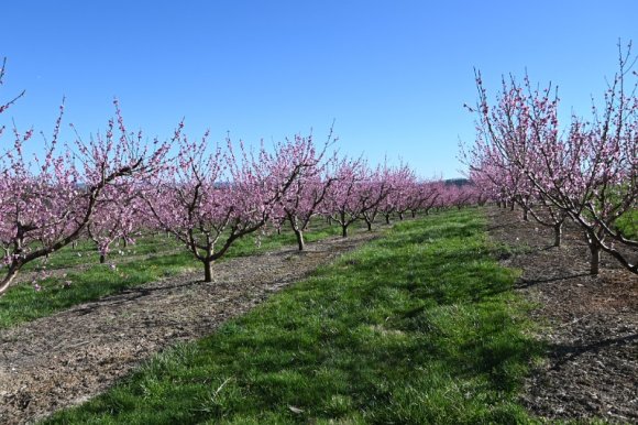 2023-04-02_Orchard_JAK_1836