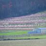 2023-04-02_Orchard_JAK_1852