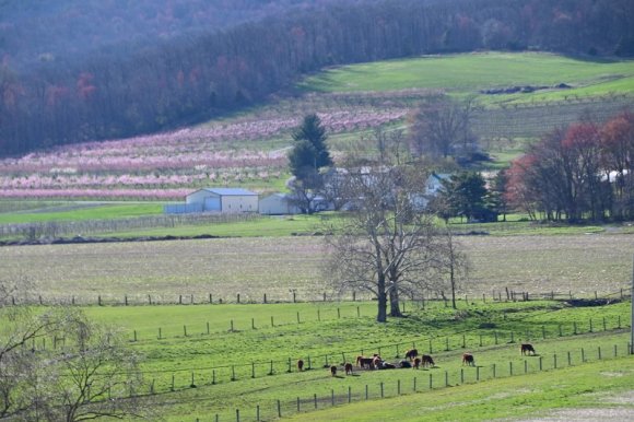 2023-04-02_Orchard_JAK_1854