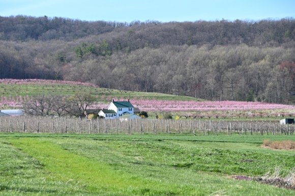 2023-04-02_Orchard_JAK_1857
