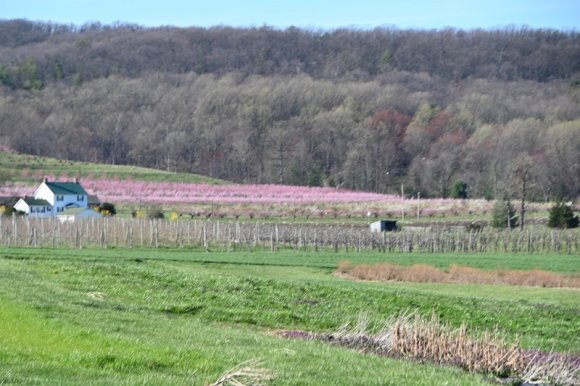 2023-04-02_Orchard_JAK_1858