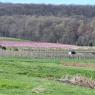 2023-04-02_Orchard_JAK_1859