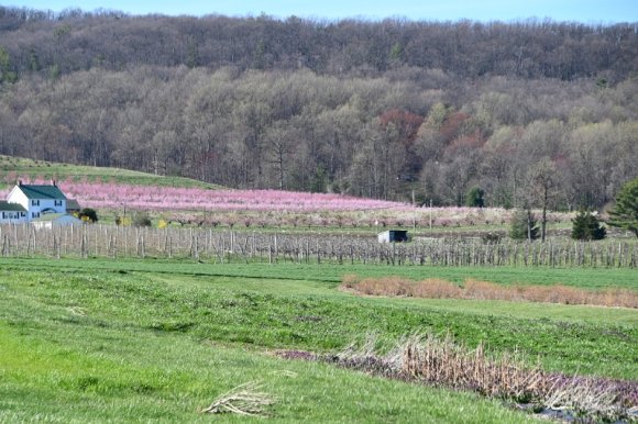 2023-04-02_Orchard_JAK_1859