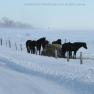 2010-02-11_JAK_2499