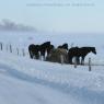 2010-02-11_JAK_2499