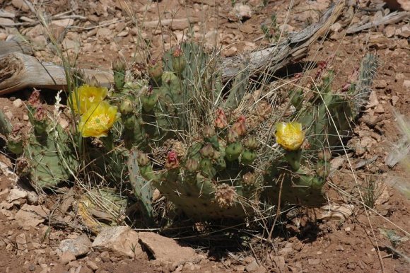 2003-06-18   DSC_1520