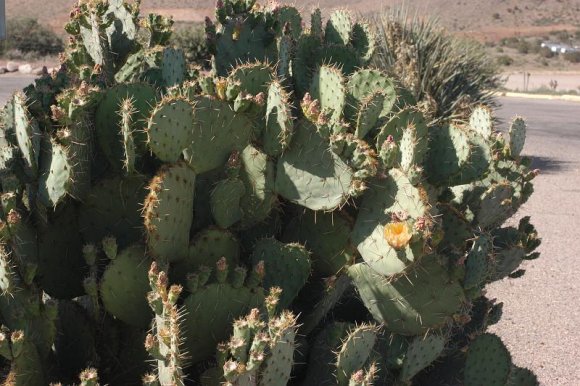 2003-06-18   DSC_1571