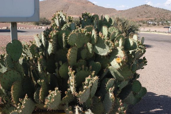 2003-06-18   DSC_1572